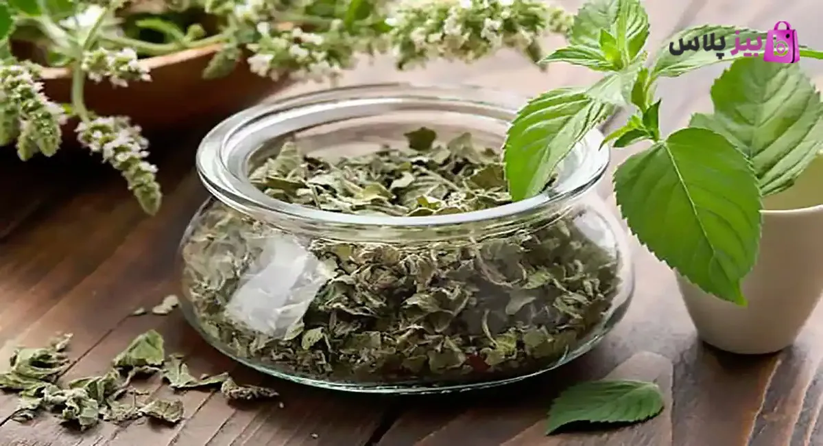 بادرنجبویه در طب سنتی