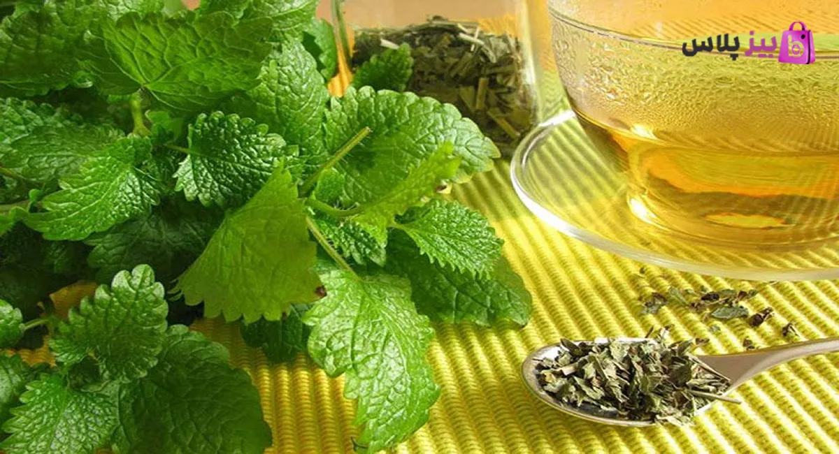 بادرنجبویه چیست