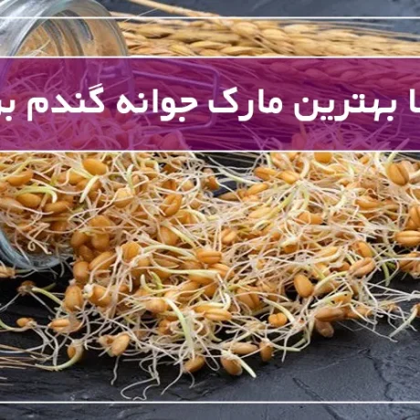 آشنایی با بهترین مارک جوانه گندم برای چاقی